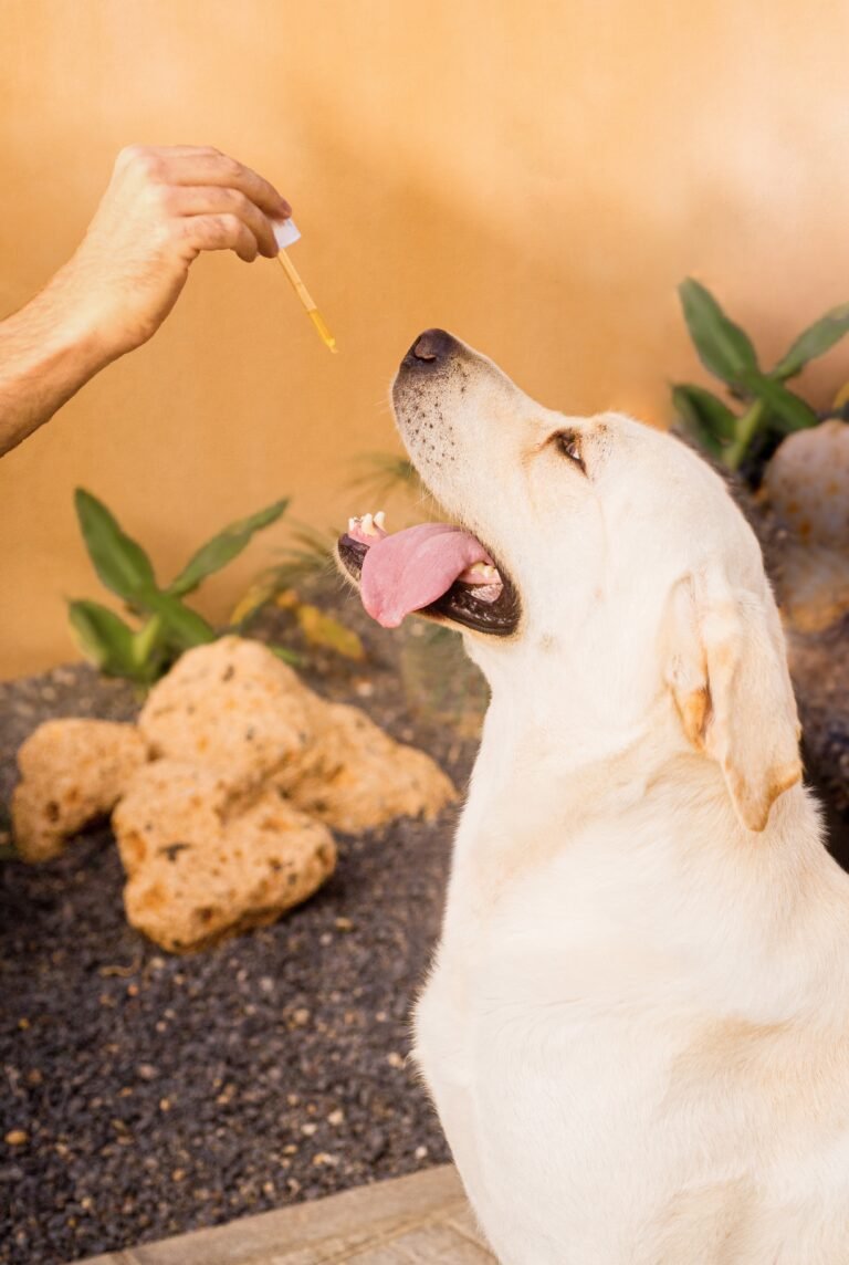 CBD für Haustiere: Wie Cannabidiol das Wohlbefinden von Hunden und Katzen verbessert